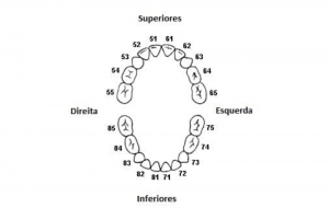 Numeração Dos Dentes Permanetes E Dentes De Leite - Maisodonto